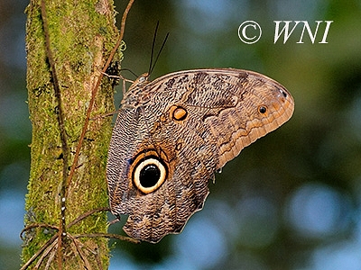Dark Owl-Butterfly (Caligo brasiliensis)